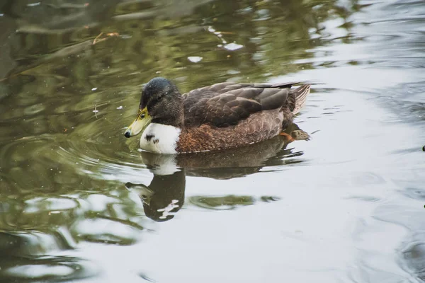 Una Foto Híbrido Mallard Hembra Nadando Estanque Victoria Canadá — Foto de Stock