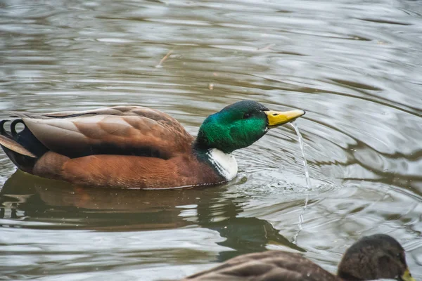 Una Foto Híbrido Mallard Macho Nadando Estanque Victoria Canadá — Foto de Stock