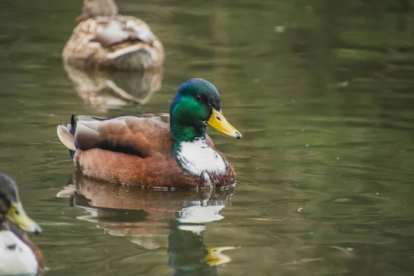 Una Foto Híbrido Mallard Macho Nadando Estanque Victoria Canadá — Foto de Stock