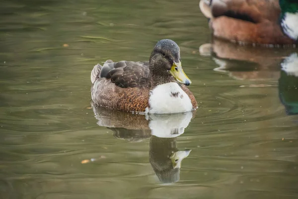 Una Foto Híbrido Mallard Hembra Nadando Estanque Victoria Canadá — Foto de Stock