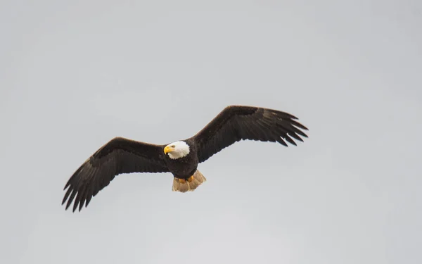 Ein Bild Eines Weißkopfseeadlers Der Der Luft Fliegt Vancouver Canada — Stockfoto