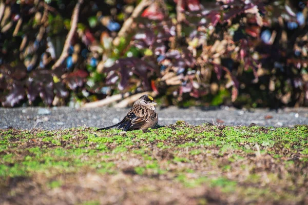 Picture Golden Crowned Sparrow Perched Ground Vancouver Canada — ストック写真