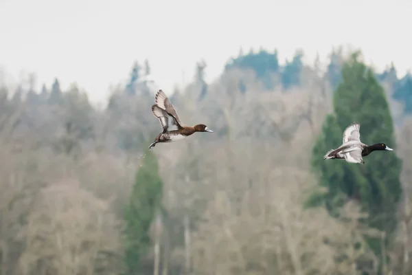 Пара Больших Штрейкбрехеров Летающих Воздухе Ванкувер — стоковое фото