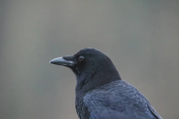 Närbild Nordvästra Kråkan Staketet Vancouver Kanada — Stockfoto