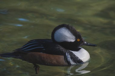 Gölde yüzen kapüşonlu erkek bir merganser. Vancouver Bc Kanada