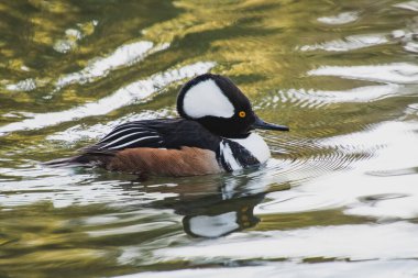 Gölde yüzen kapüşonlu erkek bir merganser. Vancouver Bc Kanada