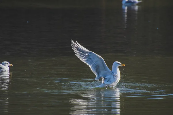 Una Gaviota Bañándose Extendiendo Sus Alas Salpicando Agua Alrededor Vancouver —  Fotos de Stock