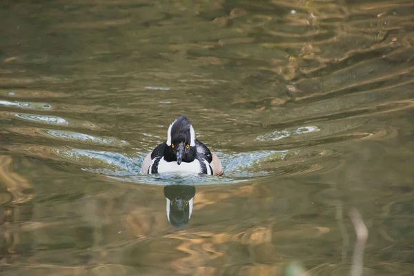 在池塘里游泳的一只头戴头巾的雄性独木舟的特写 温哥华Bc加拿大 — 图库照片