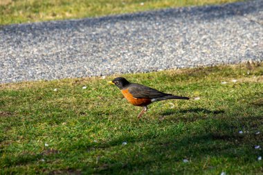 Amerikalı Robin 'in yere tünediği bir resim. Vancouver Bc Kanada    