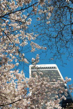 Vancouver şehir merkezine kiraz çiçekleri geldi. Bc Kanada