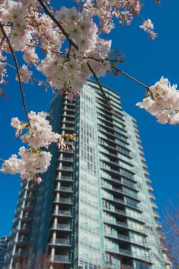 Yaletown ufuk çizgisine karşı kiraz çiçeklerinin bir resmi. Vancouver Bc Kanada