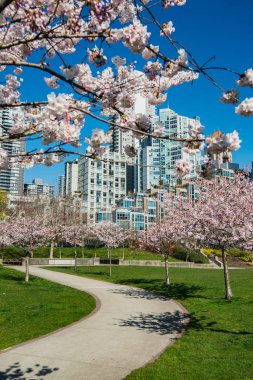Yaletown Vancouver 'a kiraz çiçekleri geldi. Bc Kanada