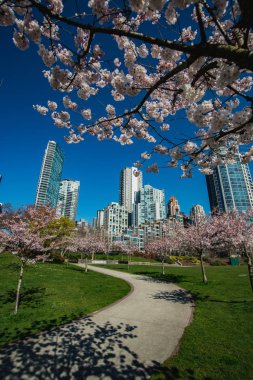 Yaletown Vancouver 'a kiraz çiçekleri geldi. Bc Kanada