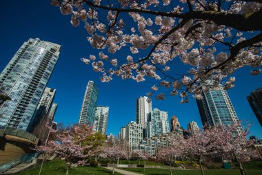 Cherry blossoms have come to Yaletown Vancouver.  BC Canada clipart