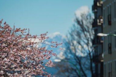 Vancouver Körfezi 'ne kiraz çiçekleri gelmiş. Bc Kanada