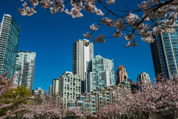 Flores Cerezo Han Llegado Yaletown Vancouver Canadá — Foto de Stock