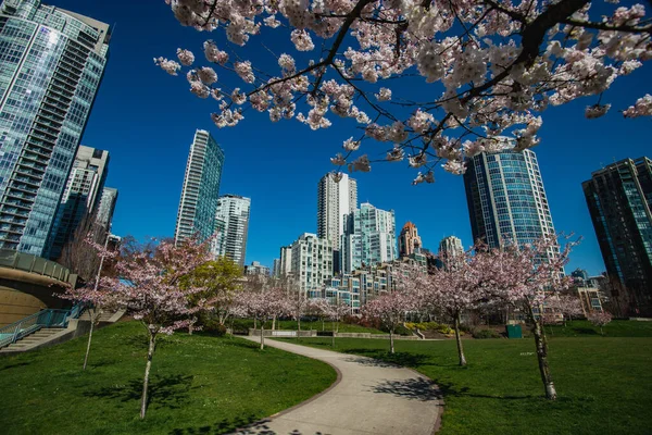 Kirschblüten Sind Nach Yaletown Vancouver Gekommen Kanada — Stockfoto