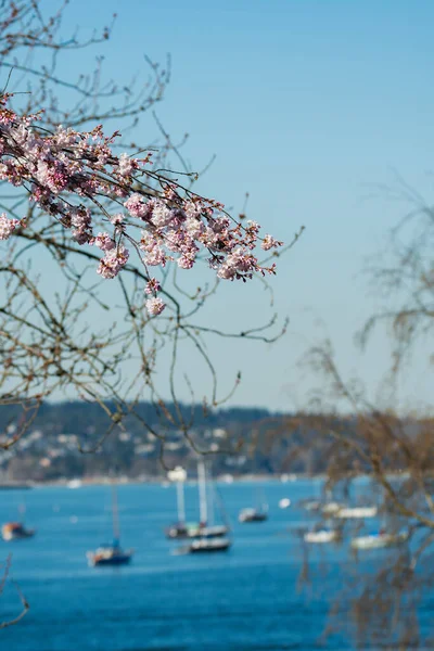 Primer Plano Flor Cerezo Primavera Vancouver Canadá — Foto de Stock