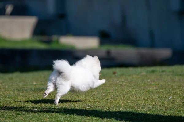 Yerde Koşan Beyaz Bir Köpeğin Resmi Vancouver Kanada — Stok fotoğraf