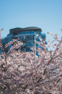 Yaletown ufuk çizgisine karşı kiraz çiçeklerinin bir resmi. Vancouver Bc Kanada