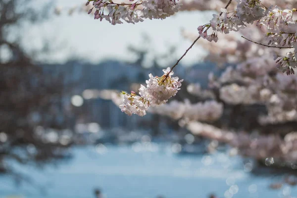 Навесні Явився Клубок Вишневого Цвіту Ванкувер Canada — стокове фото