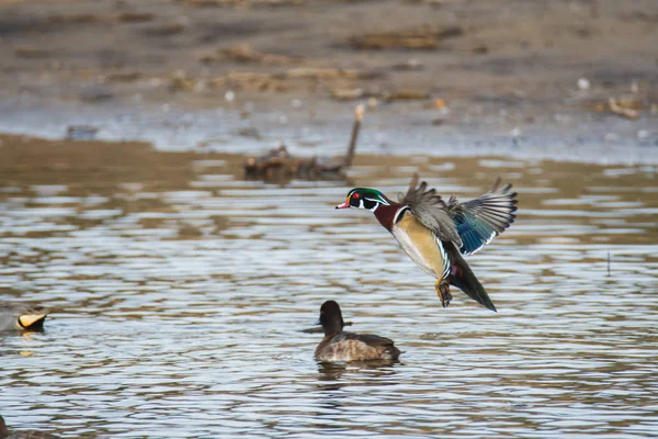 A picture of a male wood duck touching down to the lake.   Vancouver  BC  Canada