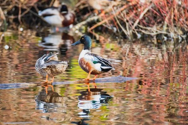 Ein Bild Eines Nördlichen Schaufeltiers Der Auf Dem Treibholz Hockt — Stockfoto