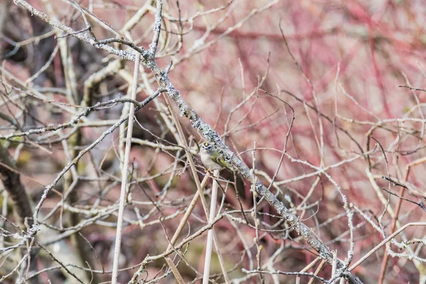 Dala tünemiş altın taçlı bir Kinglet resmi. Vancouver Bc Kanada