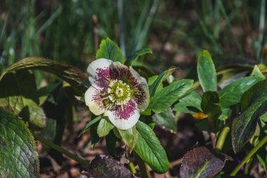 A picture of a Hellebore flower blooming in a garden.   Vancouver BC Canada clipart