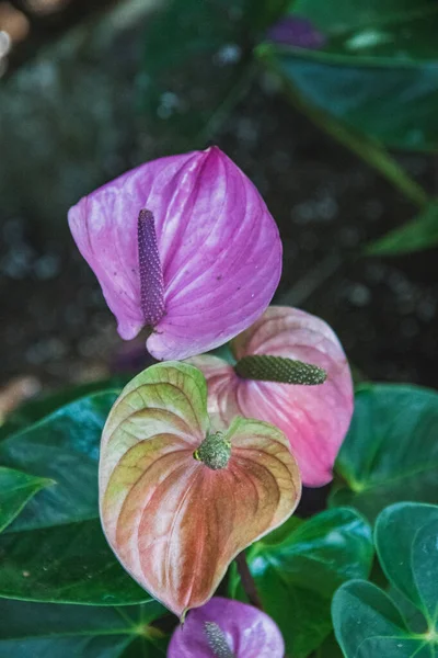 A picture of some purple Anthurium flower blooming in a conservatory.   Vancouver BC Canada