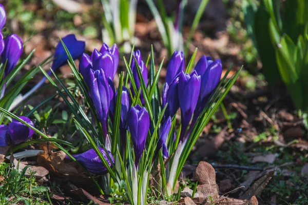 Bahçede Açan Birkaç Crocus Çiçeğinin Resmi Vancouver Kanada — Stok fotoğraf