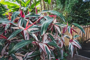Bitkinin konservatuardaki bir resmi. Vancouver Bc Kanada