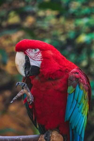 Primer Plano Guacamayo Alas Verdes Conservatorio Vancouver Canadá — Foto de Stock