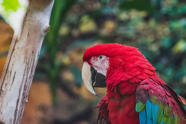 Zbliżenie Zielono Skrzydlatego Macaw Konserwatorium Vancouver Kanada — Zdjęcie stockowe