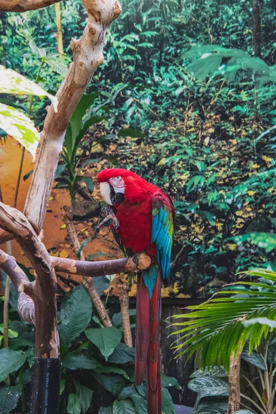 Una Imagen Guacamayo Alas Verdes Conservatorio Vancouver Canadá — Foto de Stock