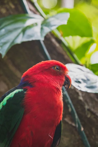 Zbliżenie Australijskiej Papugi Konserwatorium Vancouver Kanada — Zdjęcie stockowe