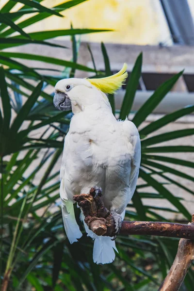 Konservatuarda Sülfür Armalı Bir Papağan Resmi Vancouver Kanada — Stok fotoğraf