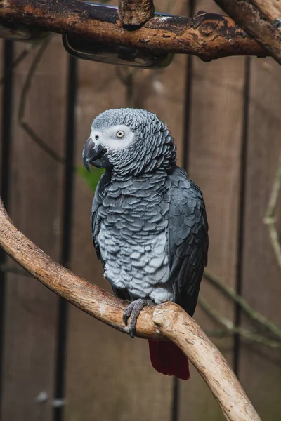 Una Imagen Loro Gris Africano Posado Rama Vancouver Canadá —  Fotos de Stock