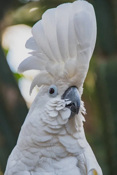 Closeup Umbrella Cockatoo Conservatory Vancouver Canada — Stock Photo, Image