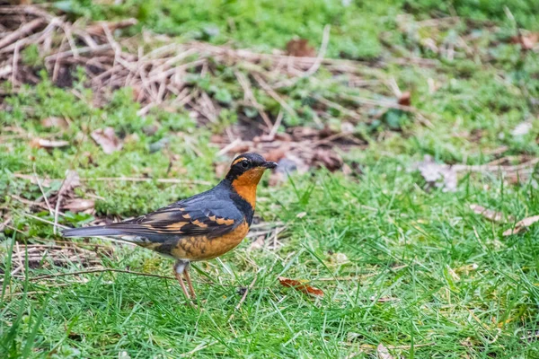 Picture Varied Thrush Perched Ground Vancouver Canada — Stock Photo, Image