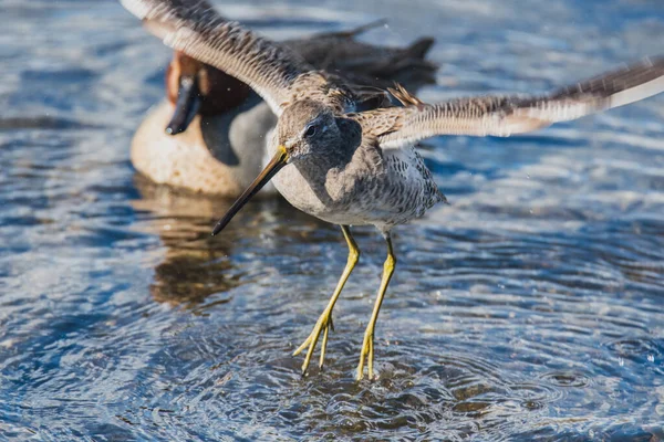 Een Zwemmende Langlopende Dowitcher Spreidt Zijn Vleugels Spettert Water Rond — Stockfoto