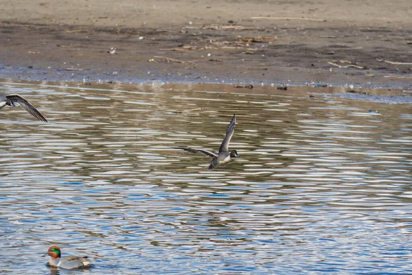 Ein Bild Von Männlichen Steppenenten Die Der Luft Fliegen Vancouver — Stockfoto