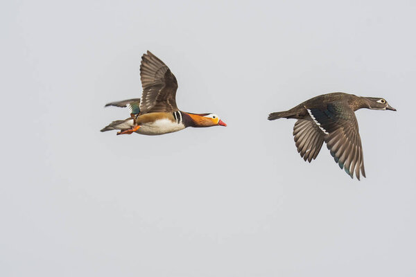 A picture of a mandarin ducks flying in the air.   Vancouver  BC  Canada
