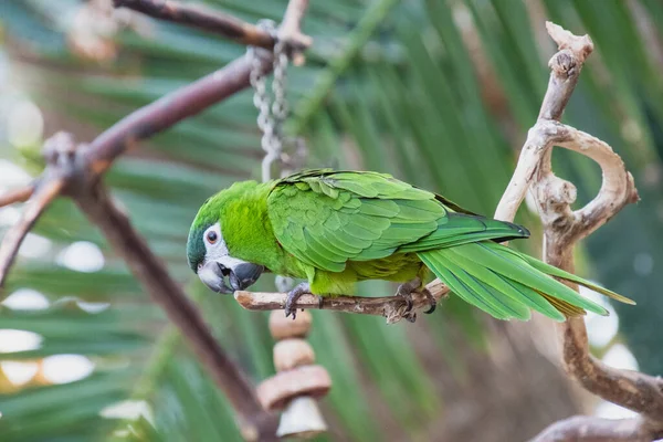 Una Foto Del Guacamayo Enano Hahn Encaramado Rama Vancouver Canadá — Foto de Stock