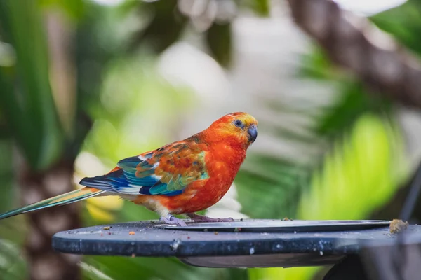 Una Foto Perico Rojizo Conservatorio Vancouver Canadá — Foto de Stock