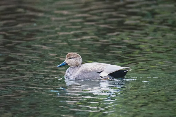 Ein Bild Einer Gadwall Die Teich Schwimmt Vancouver Kanada — Stockfoto