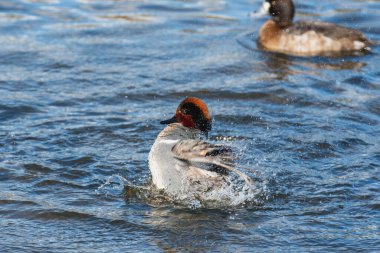Gölde yıkanan yeşil kanatlı erkek bir deniz mavisi resmi. Vancouver BC Kanada
