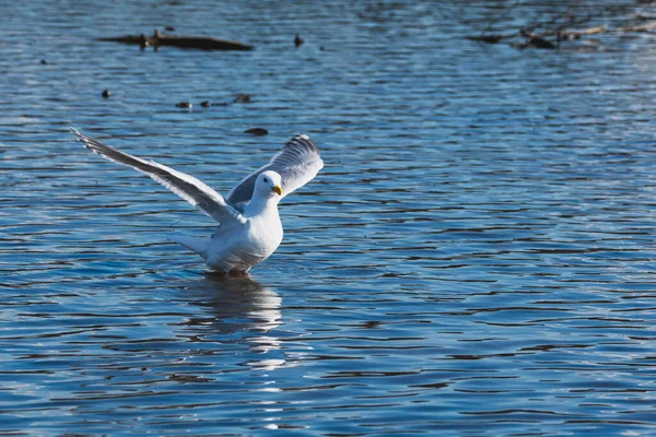 Een Zwemmeeuw Spreidt Zijn Vleugels Uit Spettert Water Rond Vancouver — Stockfoto