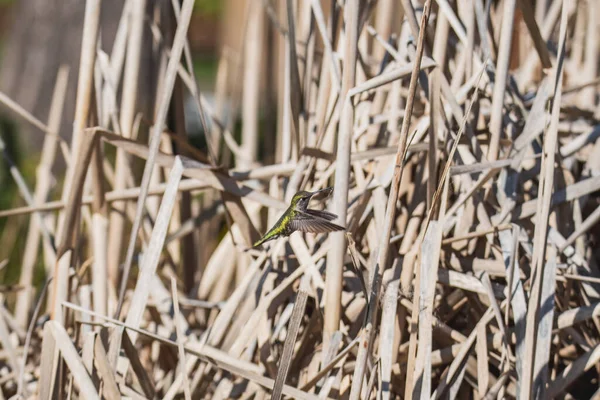 Picture Female Anna Hummingbird Collecting Nesting Material Cattail Plant Vancouver — Stock fotografie