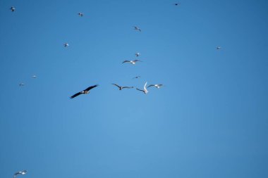Bir martı kolonisi tarafından kovalanan kel bir kartal. Vancouver Bc Kanada